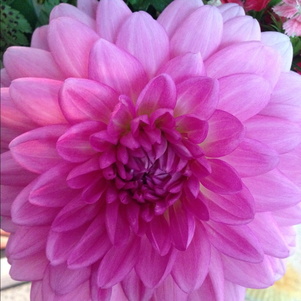 Meet your Posher, Julie